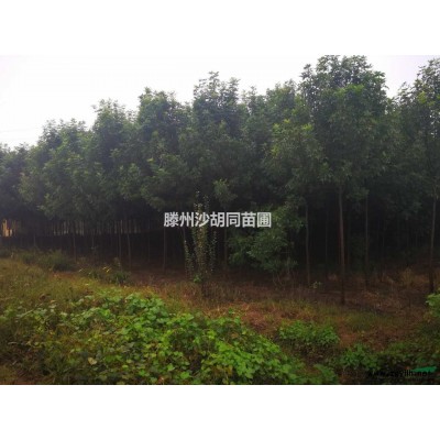 白蜡 国槐 红叶石楠 红枫树木 销售