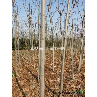 国槐供应，大量出售国槐，老国槐，速生国槐低价供应