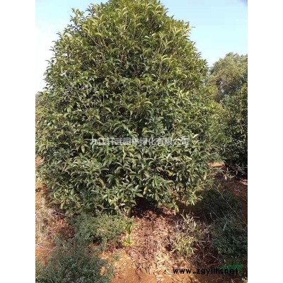 九江大量供应栾树      各种规格     栾树价格