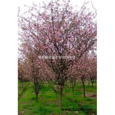 长期供应：6公分栾树.7公分栾树.8公分栾树.5公分栾树