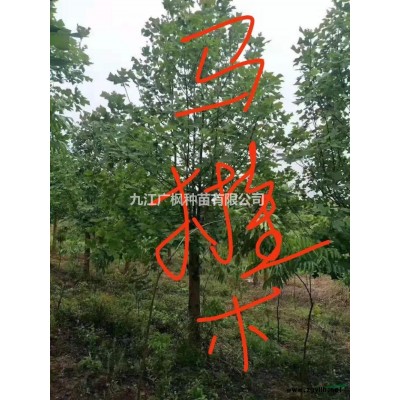 江西九江20公分栾树批发/供应