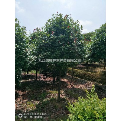 江西栾树价格 九江黄山栾树批发价格便宜 今年九江栾树行情怎么