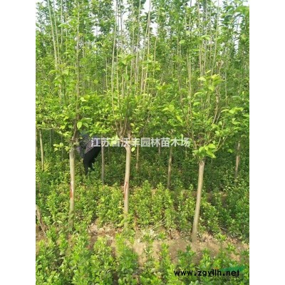 江苏栾树3-20*新价格信，黄山栾树，移植栾树，全冠精品栾树