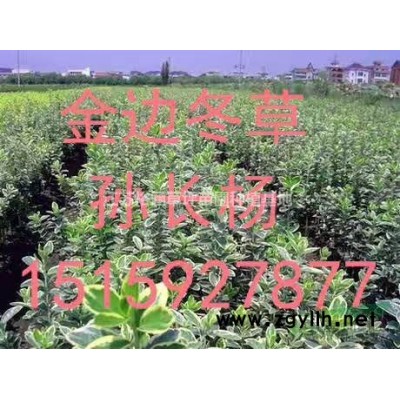 樱花、女贞、乌桕、合欢、鸡爪槭、桂花、红叶石楠、栾树、剑麻