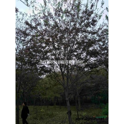 华东浙江长兴栾树