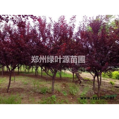 供应栾树5-15公分