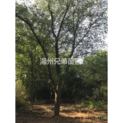 浙江供应黄山栾树 20-27cm  无中介 自家货源