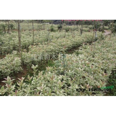 大量供应国槐种苗