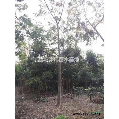 江苏东台地区供应各种大叶女贞，水杉，栾树，银杏等苗木