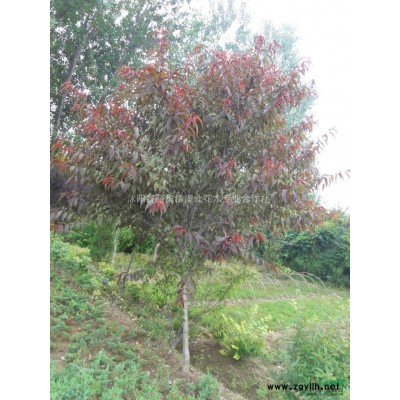 虞北花木专业合作社大量供应栾树 黄山栾树