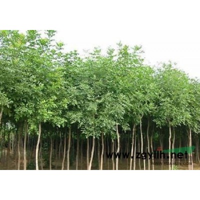 速生国槐供应/速生国槐图片