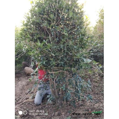 栾树，黄山栾树