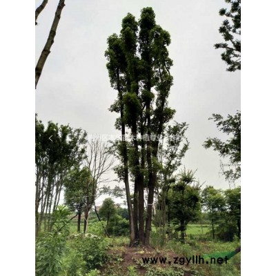 丛生朴树和单杆朴树，香樟，栾树等大量出售