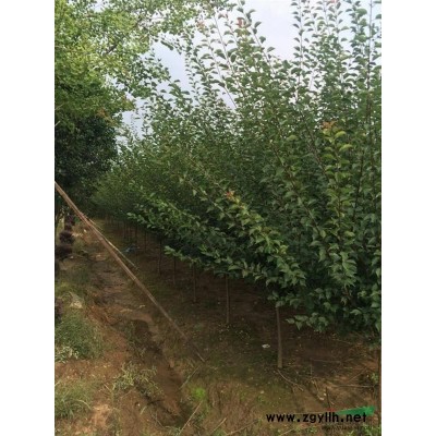 安徽官亭苗木基地低价栾树、樱花等