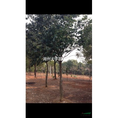 供应大量优质黄山栾树 湖州货源