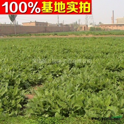 栾树2-15公分工程苗栾树价格 栾树树苗价格 栾树基地直供