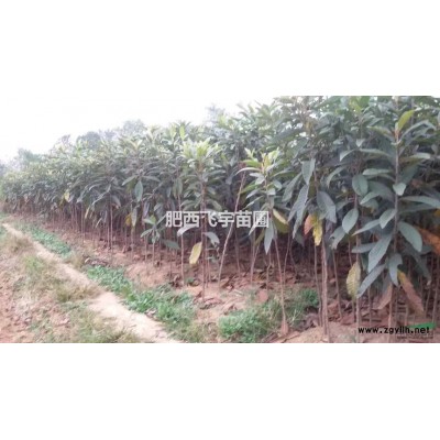 精品 垂柳 黄山栾树 无患子销售