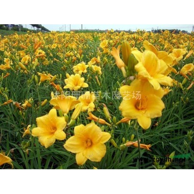 乔木直销栾树.国槐.黄金槐.垂槐.朴树.高杆女贞.法桐