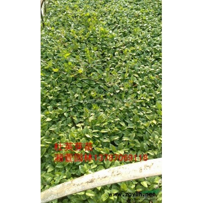 低价紧急处理11-12公分，4米截杆2米骨架的栾树