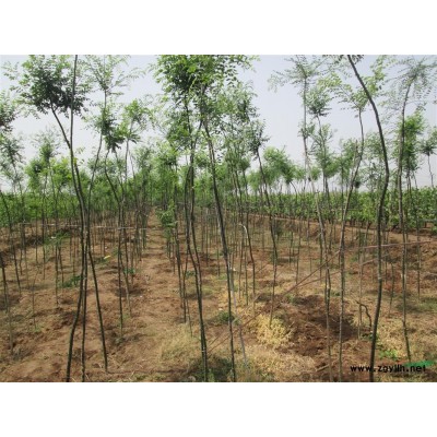 保定地区供应2—3公分国槐