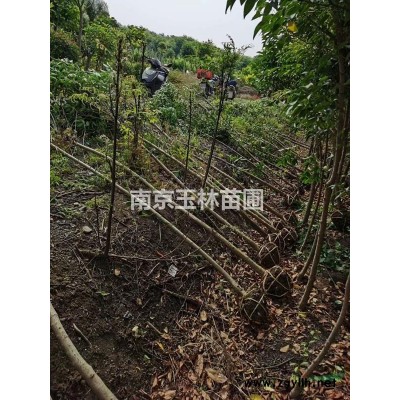 南京2021年10/12/13/14公分雪松价格
