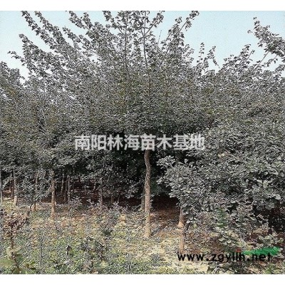 河南栾树种植基地,栾树规格*价格优惠