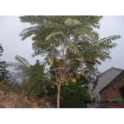 国槐报价/江苏国槐报价