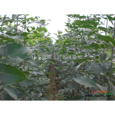 速生白蜡速生国槐