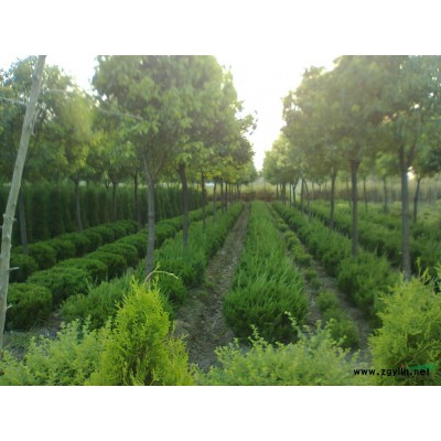 紫薇，香樟，广玉兰，垂梅，雪松等36种乔灌木质量好，价格公道