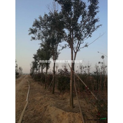 山东青岛黄山栾栾树精品青岛绿世界园林南栾树