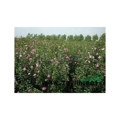 栾树供应/栾树图片