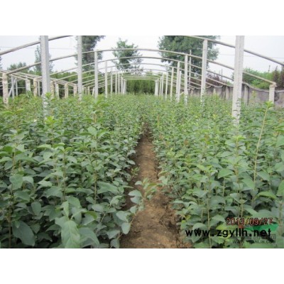 山东*大的速生国槐种植基地-青州万绿园艺