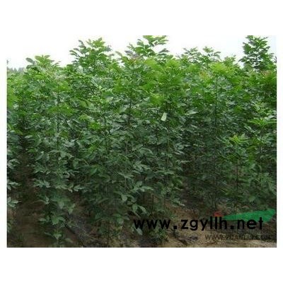 大量供应国槐 白蜡 法桐 4---15公分及小苗