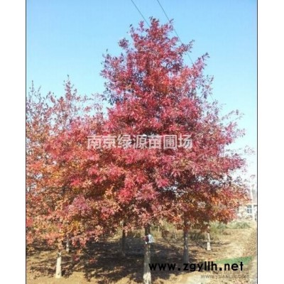 栾树价格报价 2018年栾树*新价格表