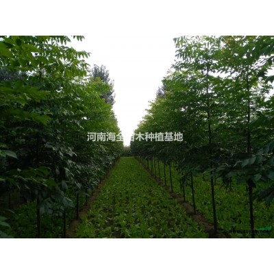 供应大批量黄山栾树