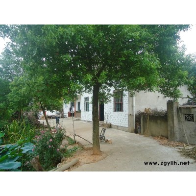 湖南栾树 栾树价格供应