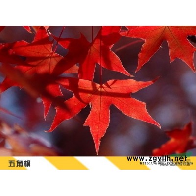 雪松——平陆滨河农林供应优质雪松
