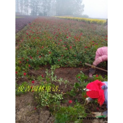 黑松苗，工程黑松苗，雪松苗 苗圃直销