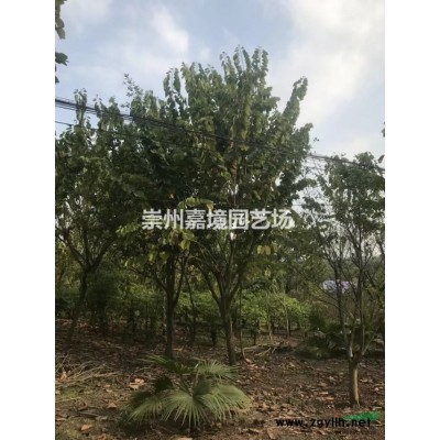 成都郫县温江崇州长期低价供应雪松等乔灌木