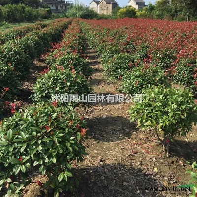 九米雪松精品出售，量大价优