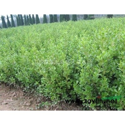 特价供应 雪松 各种规格都有