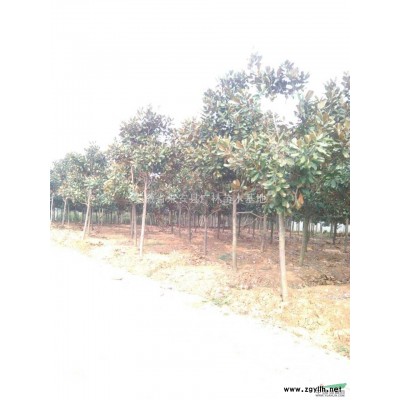 安徽栾树 栾树小苗 栾树价格