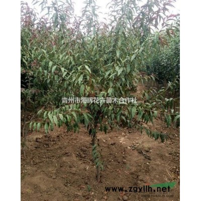 大叶女贞，20公分的栾树批发价格，河南桧苗木基地