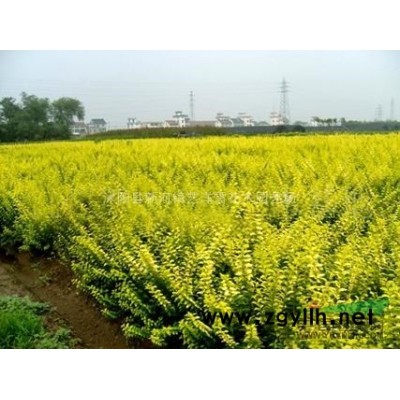 黄山栾树 北京栾树