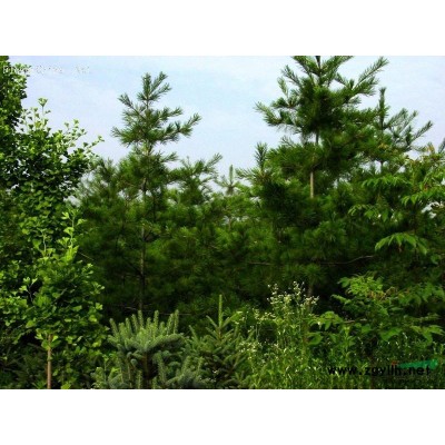 山东白皮松*新报价/白皮松图片