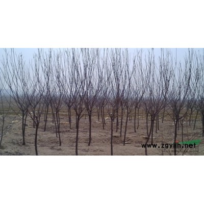 特价 急售 10公分以上国槐 300多颗，2.2定杆4年冠