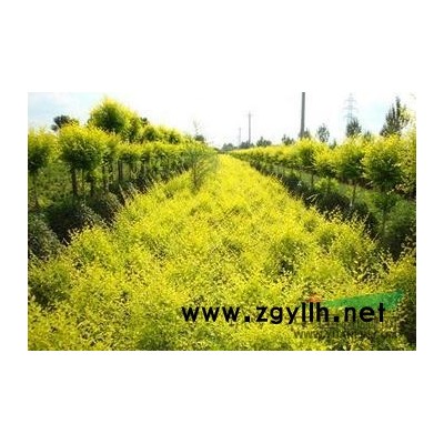 雪松 白皮松 樟子松 油松