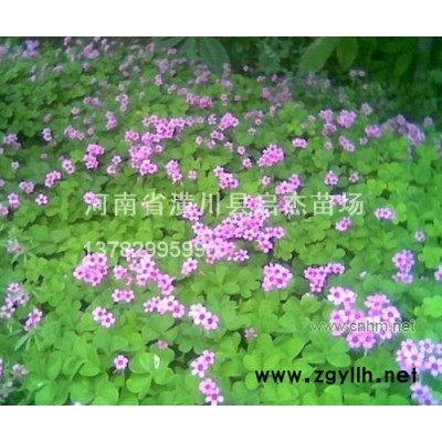 栾树，法桐，红枫，水杉，合欢，国槐，垂柳，银杏