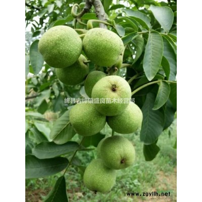 白皮松树苗、批发各种规格营养钵和营养袋白皮松小苗