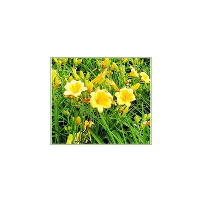 河南桧、北京桧、油松、白皮松、雪松